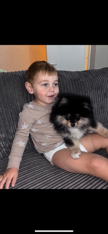 Pomeranian puppies for sale in Sutton, Greater London – 5 months old - Image 3 of 4