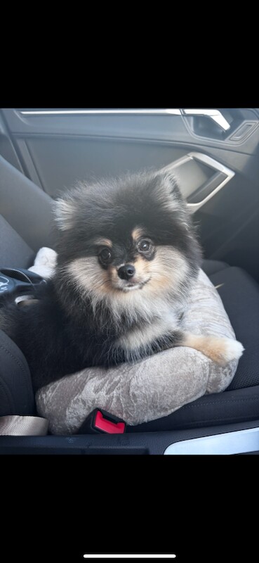 Pomeranian puppies for sale in Sutton, Greater London – 5 months old - Image 4 of 4