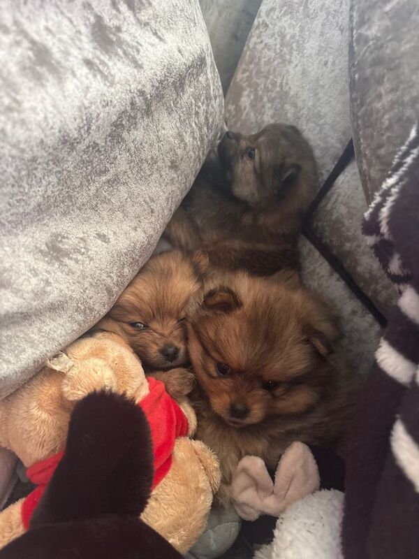 Pomeranian - Image 2 of 5