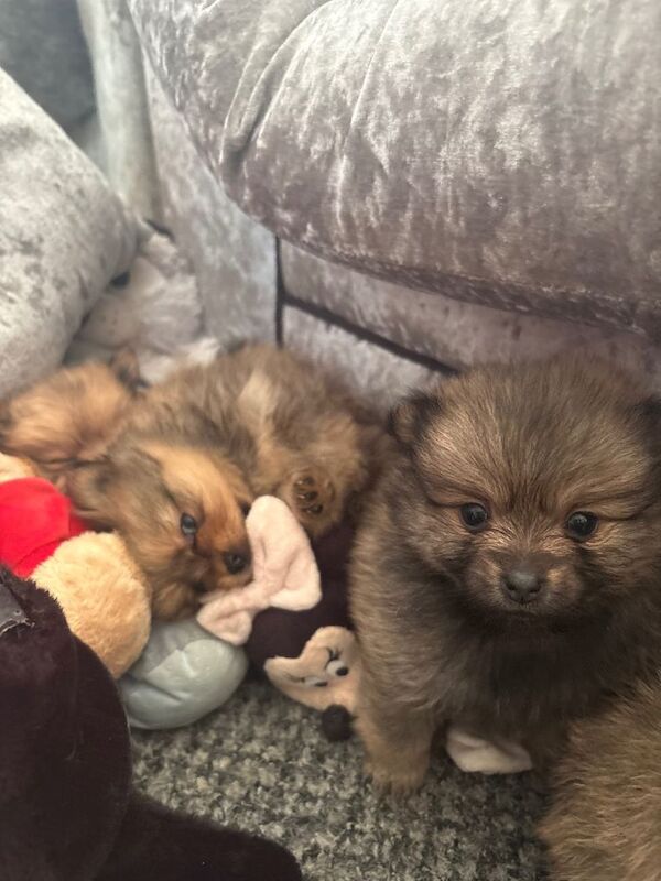 Pomeranian - Image 3 of 5