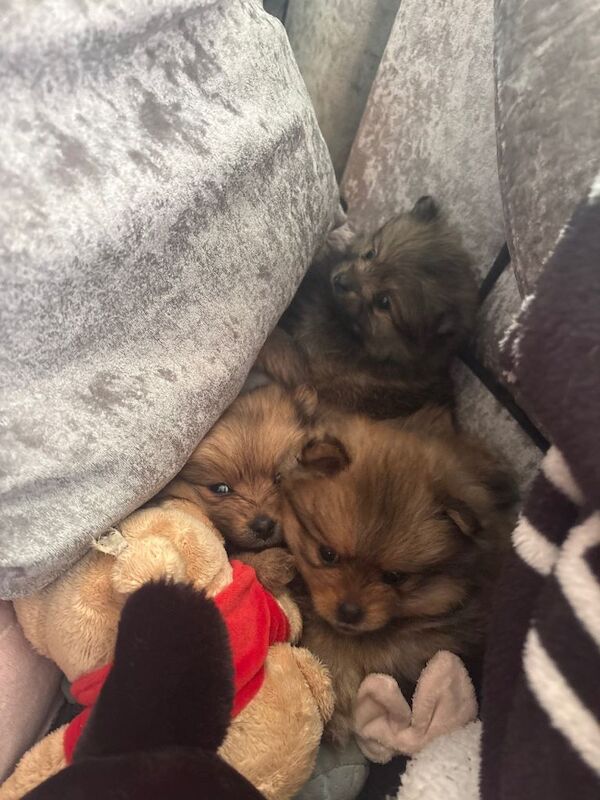 Pomeranian - Image 4 of 5