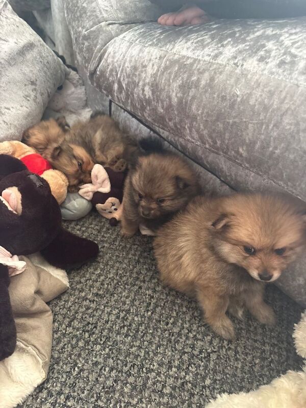 Pomeranian - Image 5 of 5