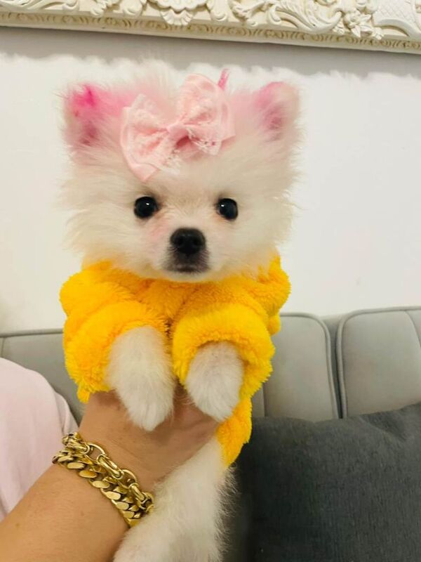 Pomeranian Puppies For Sale Under £1,000