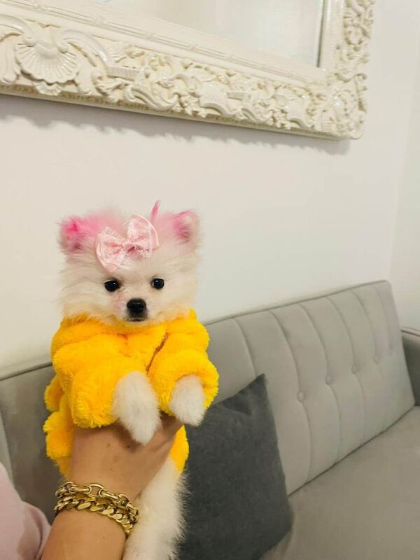 Pomeranian - Image 2 of 3