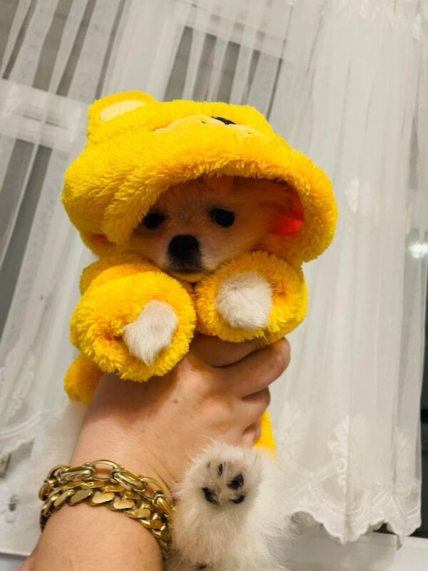 Pomeranian - Image 3 of 3