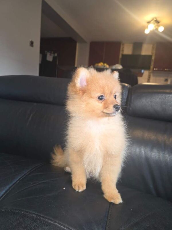 Pomeranian puppies for sale in Heathrow, London – 3 months old