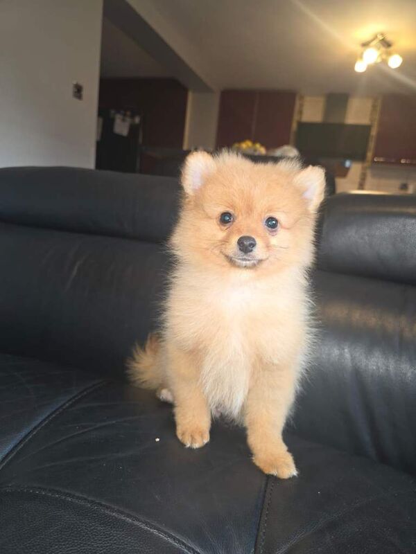 Pomeranian puppies for sale in Heathrow, London – 3 months old - Image 2 of 3