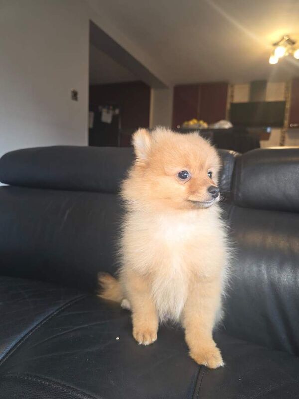 Pomeranian puppies for sale in Heathrow, London – 3 months old - Image 3 of 3