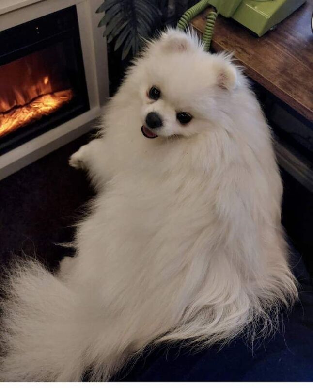 Pomeranian puppies for sale in Tewkesbury, Gloucestershire – 1 year old