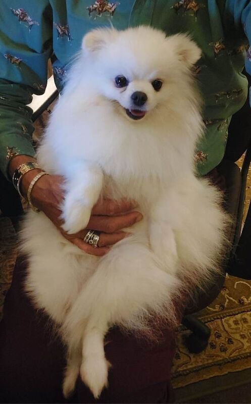 Pomeranian puppies for sale in Tewkesbury, Gloucestershire – 1 year old - Image 2 of 4