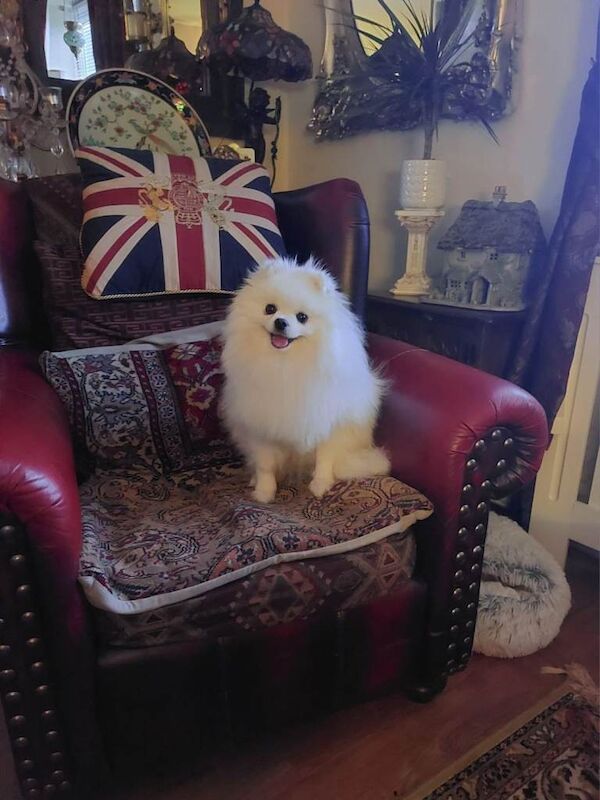 Pomeranian puppies for sale in Tewkesbury, Gloucestershire – 1 year old - Image 3 of 4
