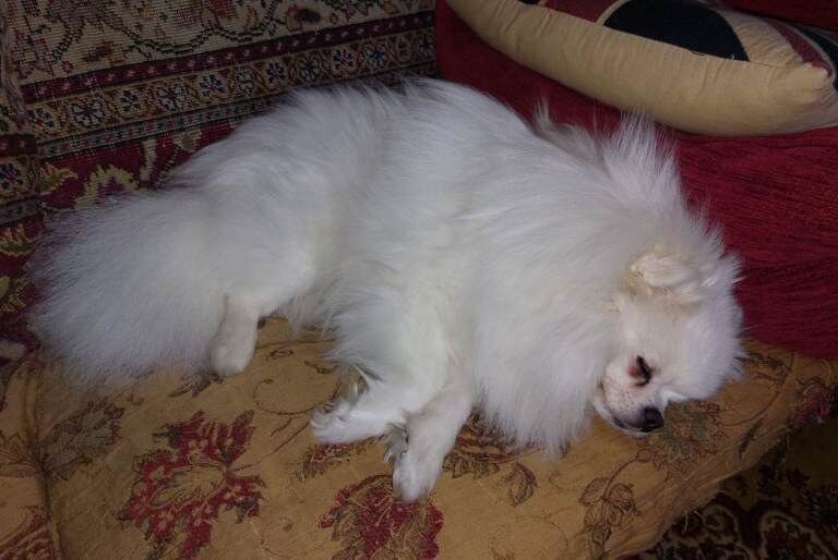 Pomeranian puppies for sale in Tewkesbury, Gloucestershire – 1 year old - Image 4 of 4