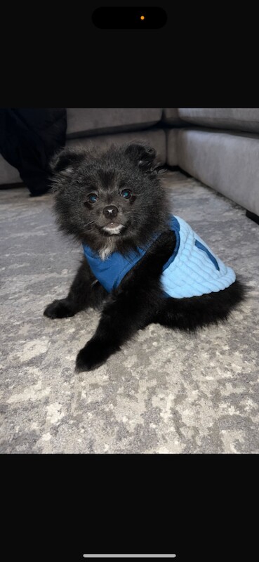 Pomeranian puppies for sale in Liverpool, Merseyside – 11 weeks old