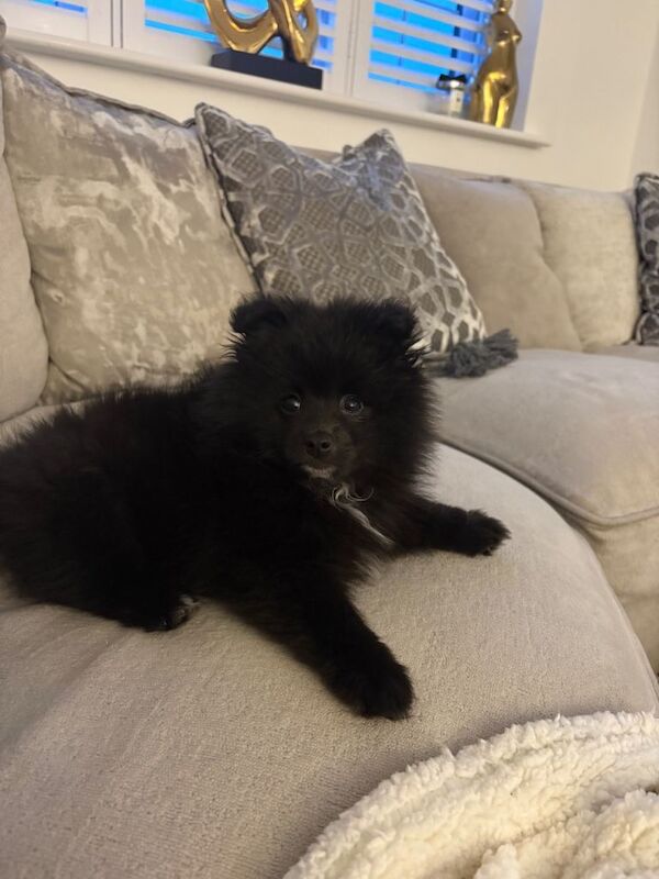 Pomeranian puppies for sale in Liverpool, Merseyside – 12 weeks old - Image 3 of 3