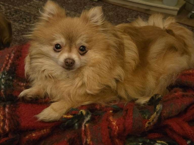 Pomeranian puppies for sale in Darlington, County Durham – 2 years old
