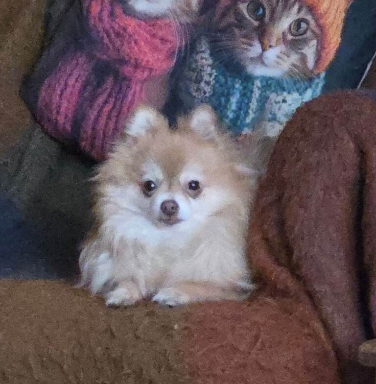 Pomeranian - Image 2 of 3