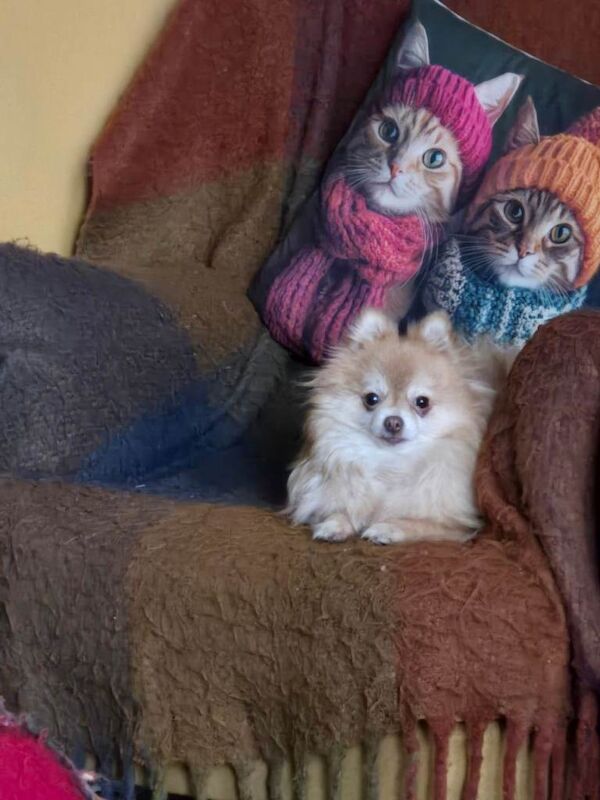 Pomeranian - Image 3 of 3