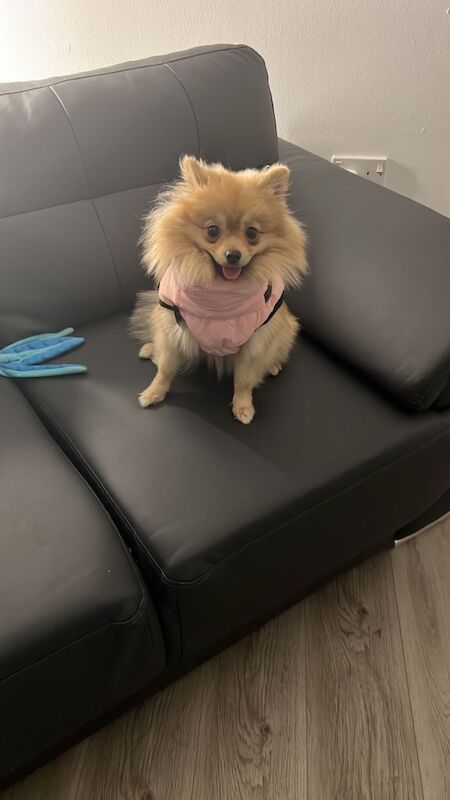 Pomeranian Puppies For Sale