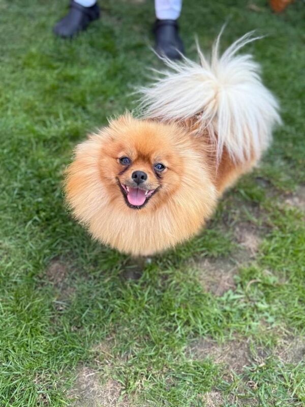 Pomeranian Puppies For Sale