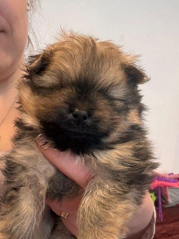 Pomeranian - Image 2 of 4