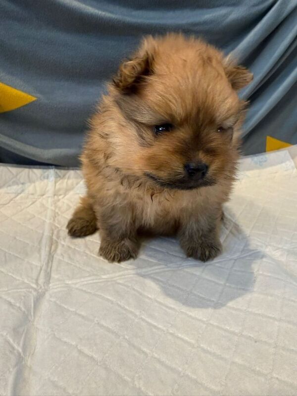 Pomeranian - Image 3 of 4