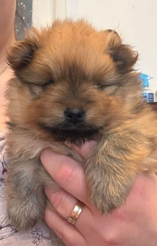 Pomeranian - Image 4 of 4