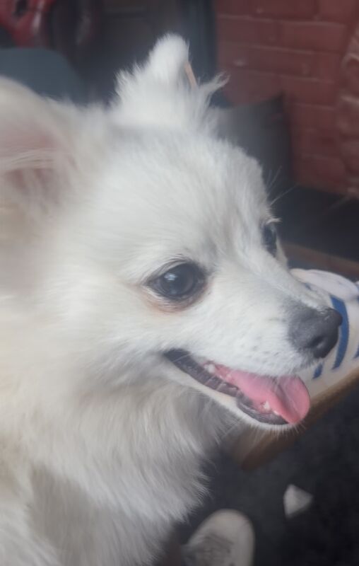 Pomeranian 6 months old girl
