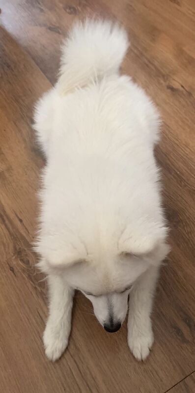 Pomeranian 6 months old girl - Image 2 of 3