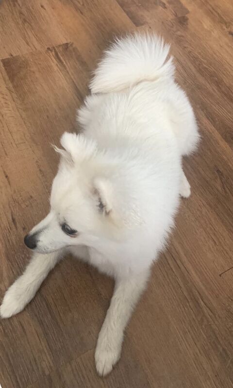 Pomeranian 6 months old girl - Image 3 of 3