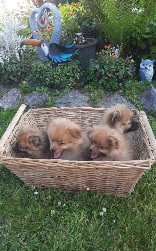 Pomeranian - Image 2 of 3