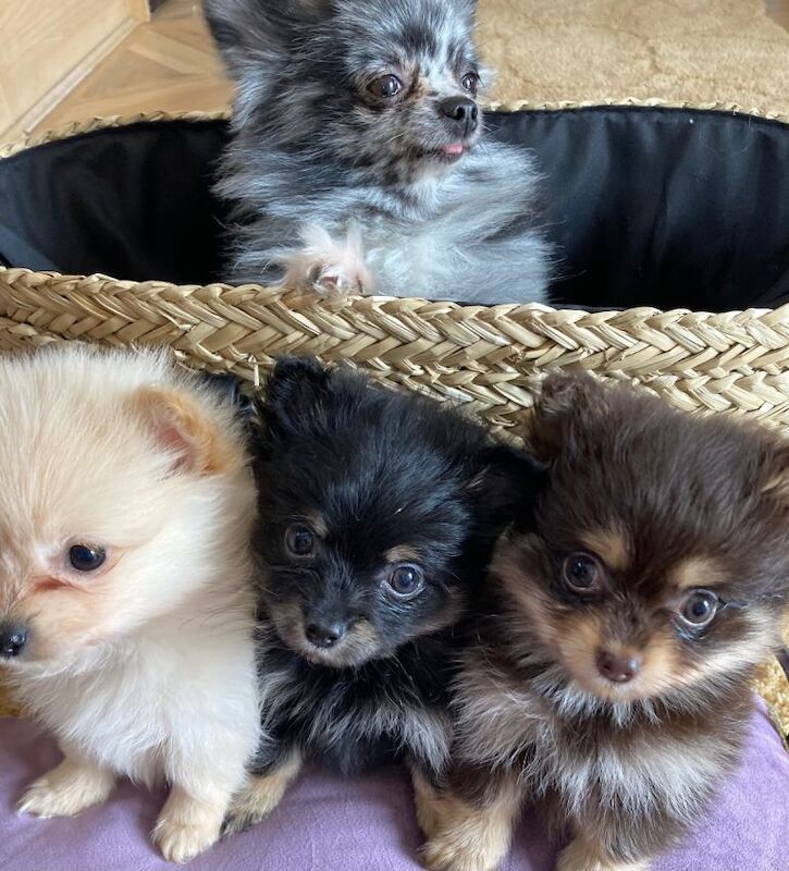 Pomeranian - Image 2 of 3