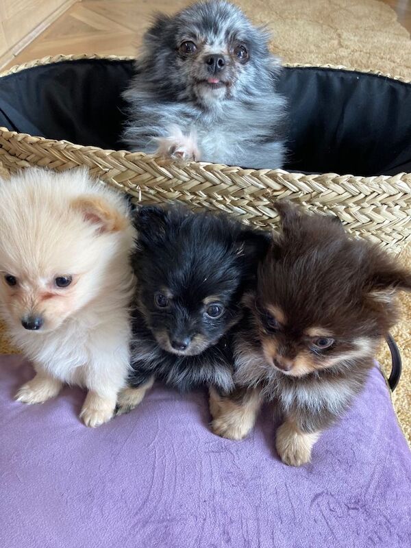 Pomeranian - Image 3 of 3