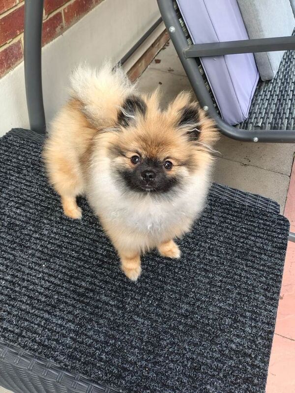 Pomeranian