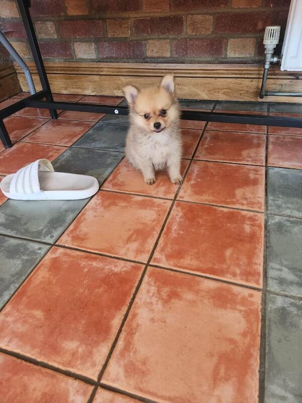 Pomeranian - Image 2 of 5