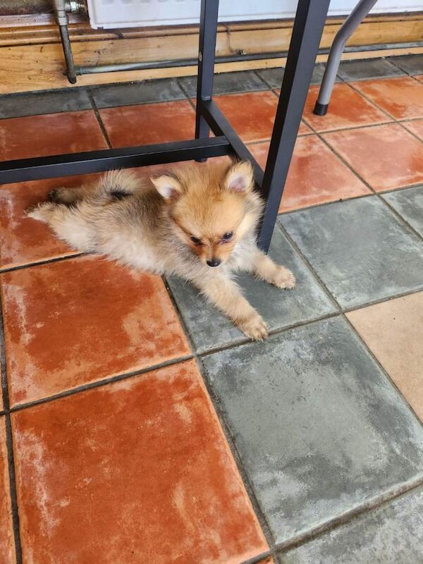 Pomeranian - Image 3 of 5