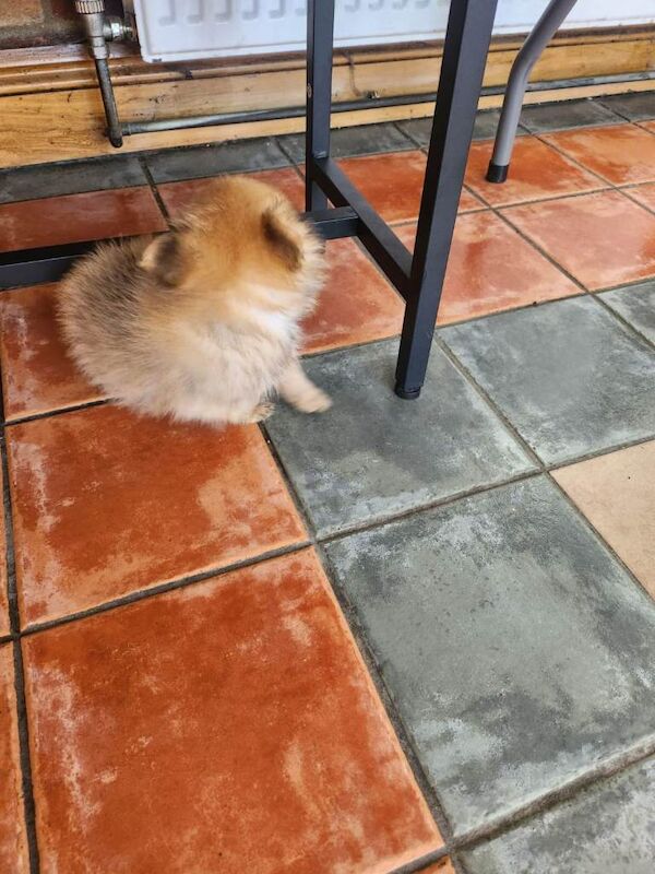 Pomeranian - Image 4 of 5