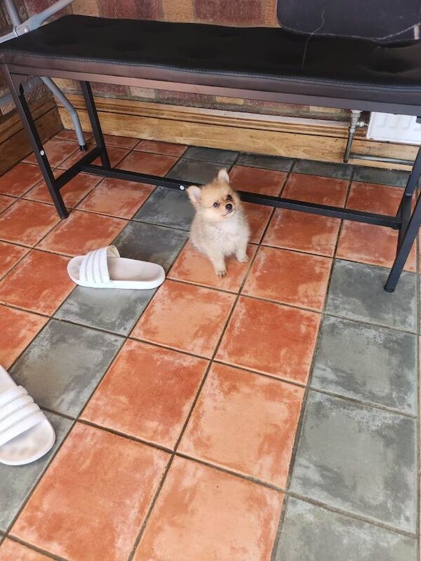 Pomeranian - Image 5 of 5