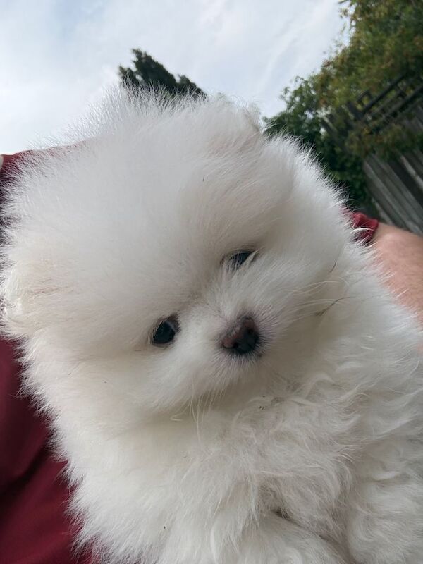 pomeranian