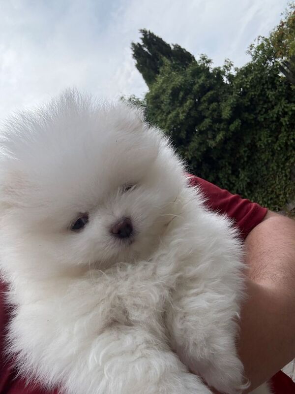 pomeranian - Image 2 of 6