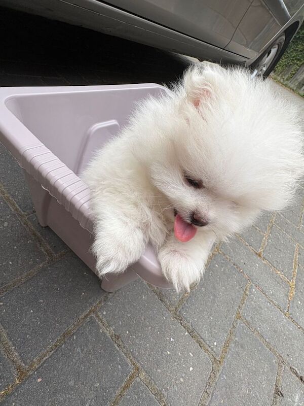 pomeranian - Image 3 of 6