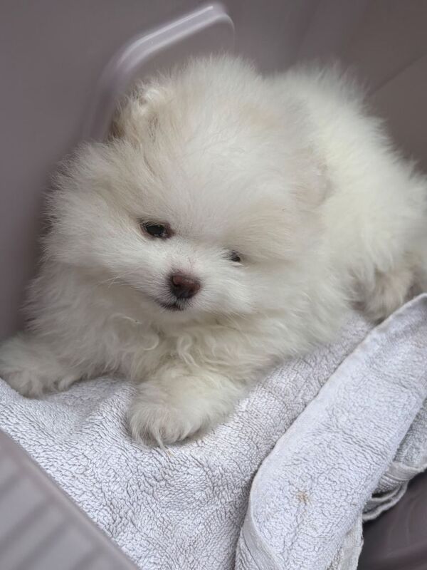 pomeranian - Image 4 of 6