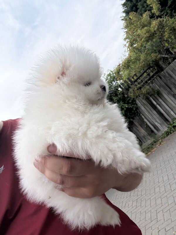 pomeranian - Image 5 of 6