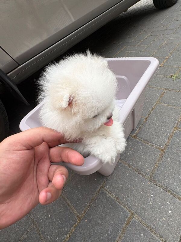 pomeranian - Image 6 of 6