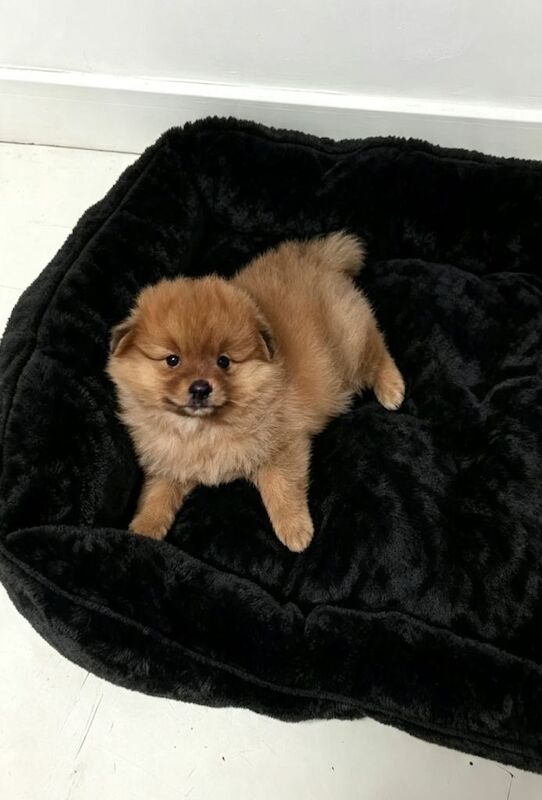 Pomeranian - Image 2 of 2
