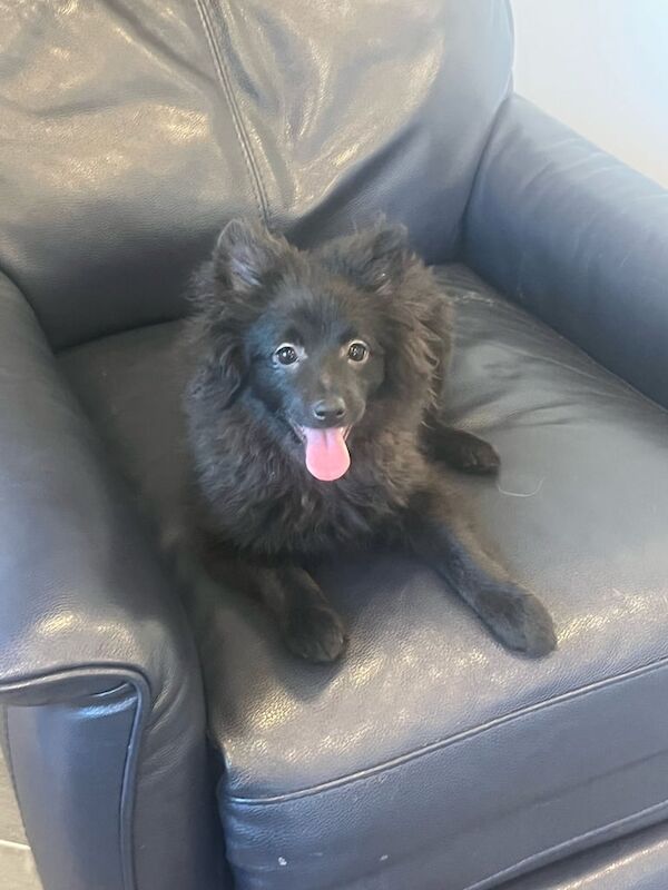 Pomeranian 6months 🐶 for sale in South Side, City of Edinburgh