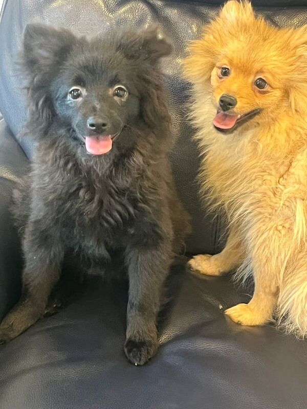 Pomeranian 6months 🐶 for sale in South Side, City of Edinburgh | Image 2