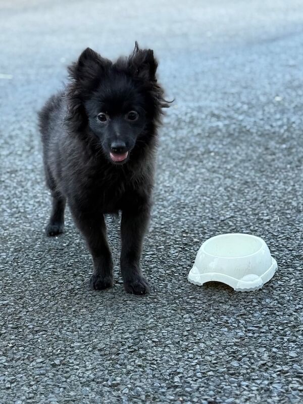 Pomeranian 6months 🐶 for sale in South Side, City of Edinburgh | Image 3