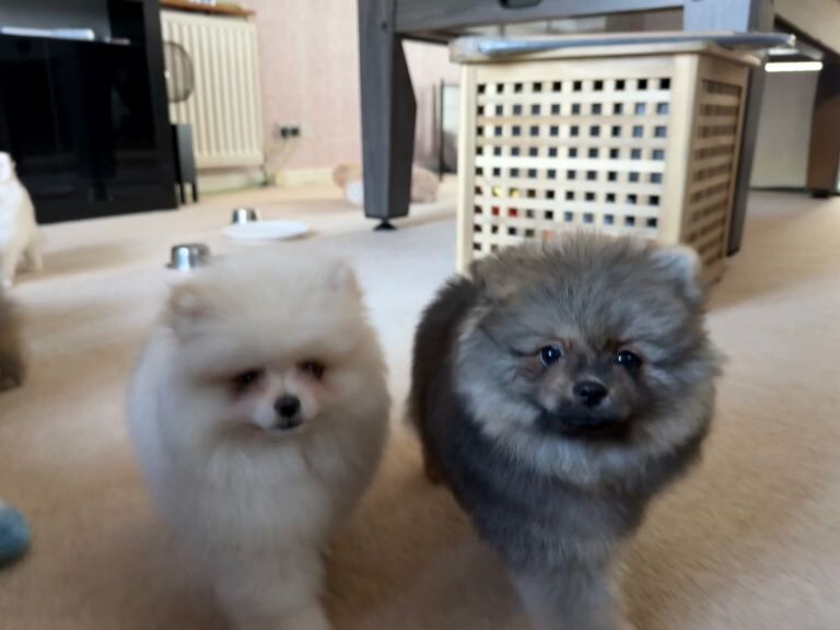 Pomeranian puppies for sale in Shirley, West Midlands – 9 weeks old