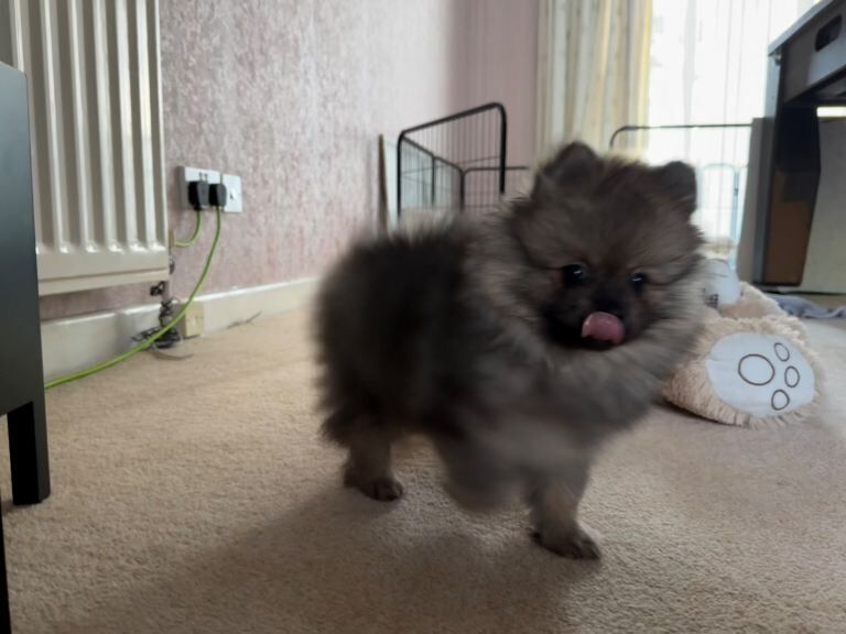 Pomeranian puppies for sale in Shirley, West Midlands – 4 months old - Image 2 of 3
