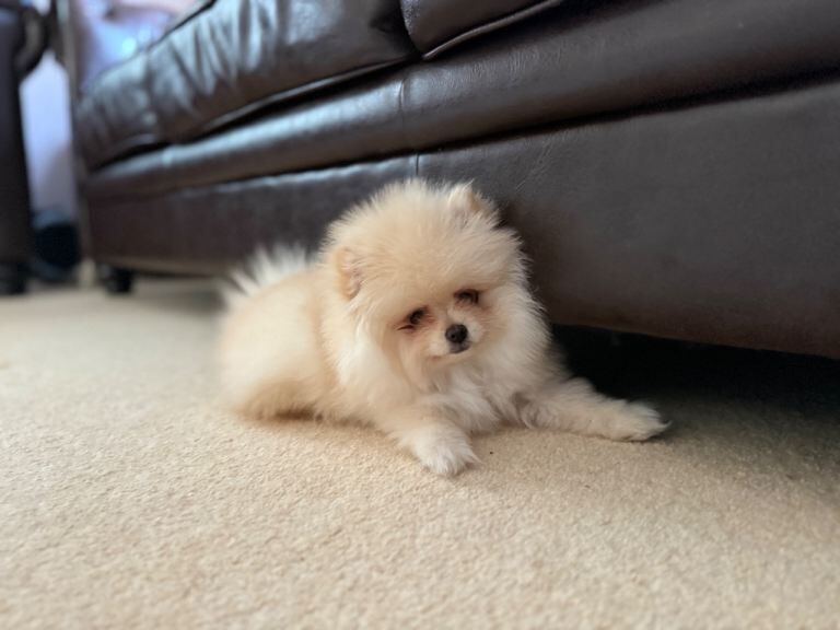 Pomeranian puppies for sale in Shirley, West Midlands – 4 months old - Image 3 of 3